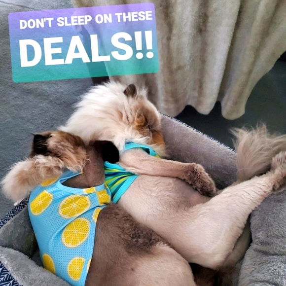 Ambrosius and Truffles - Picture 1 of 14